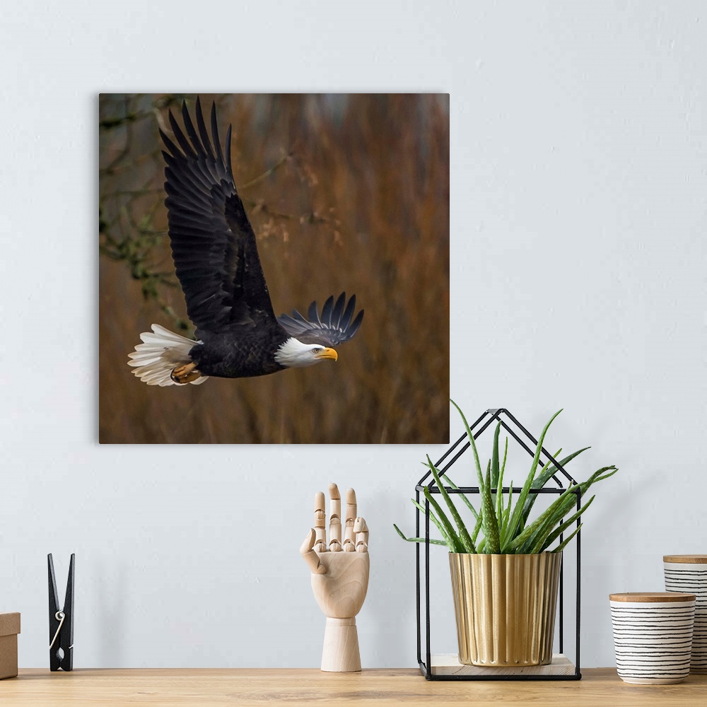 A bohemian room featuring Bald Eagle on the attack