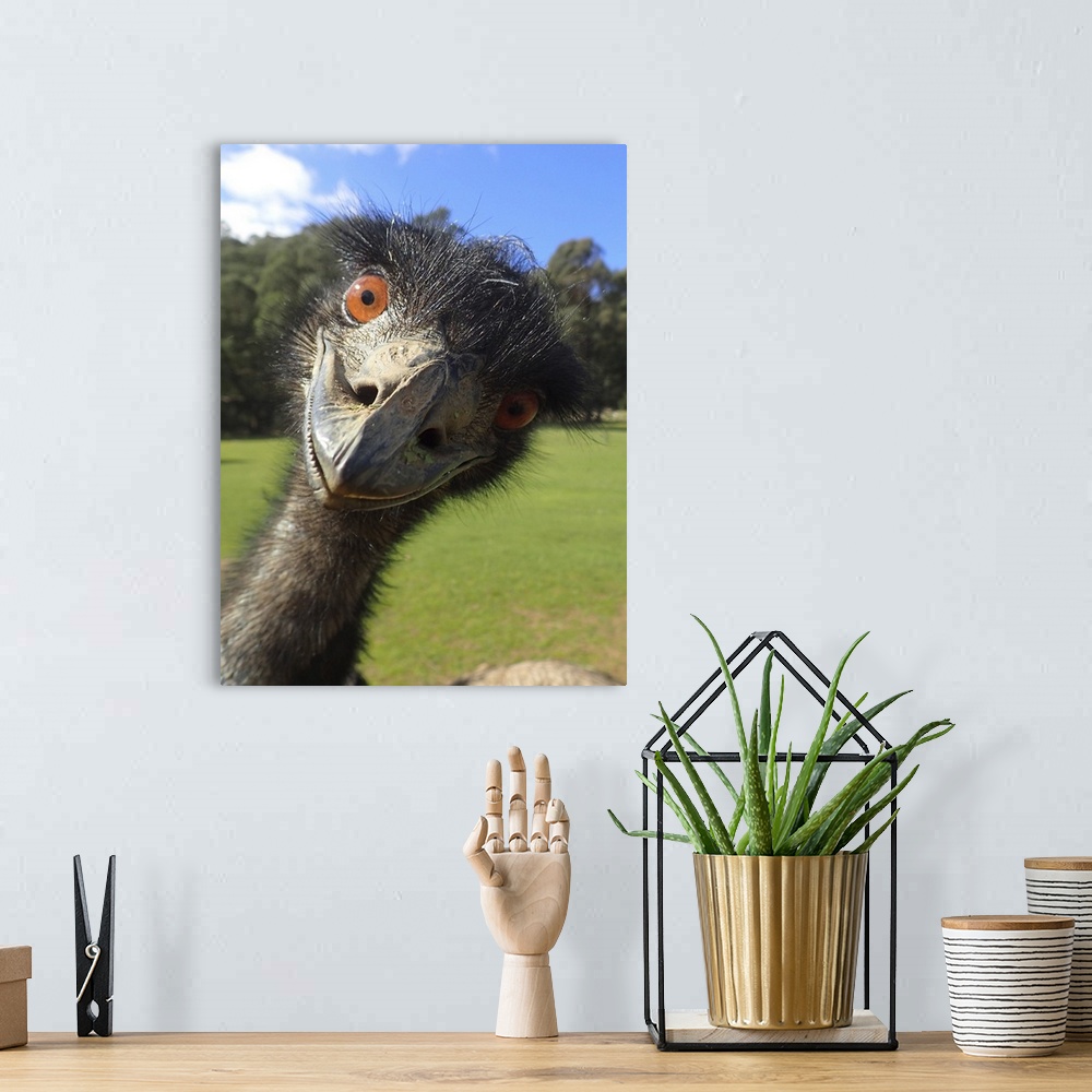 The Blue Emu Art Print by WendyBerry