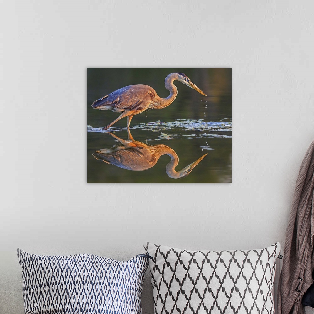 A bohemian room featuring A Great Blue Heron on the hunt for a morning meal.