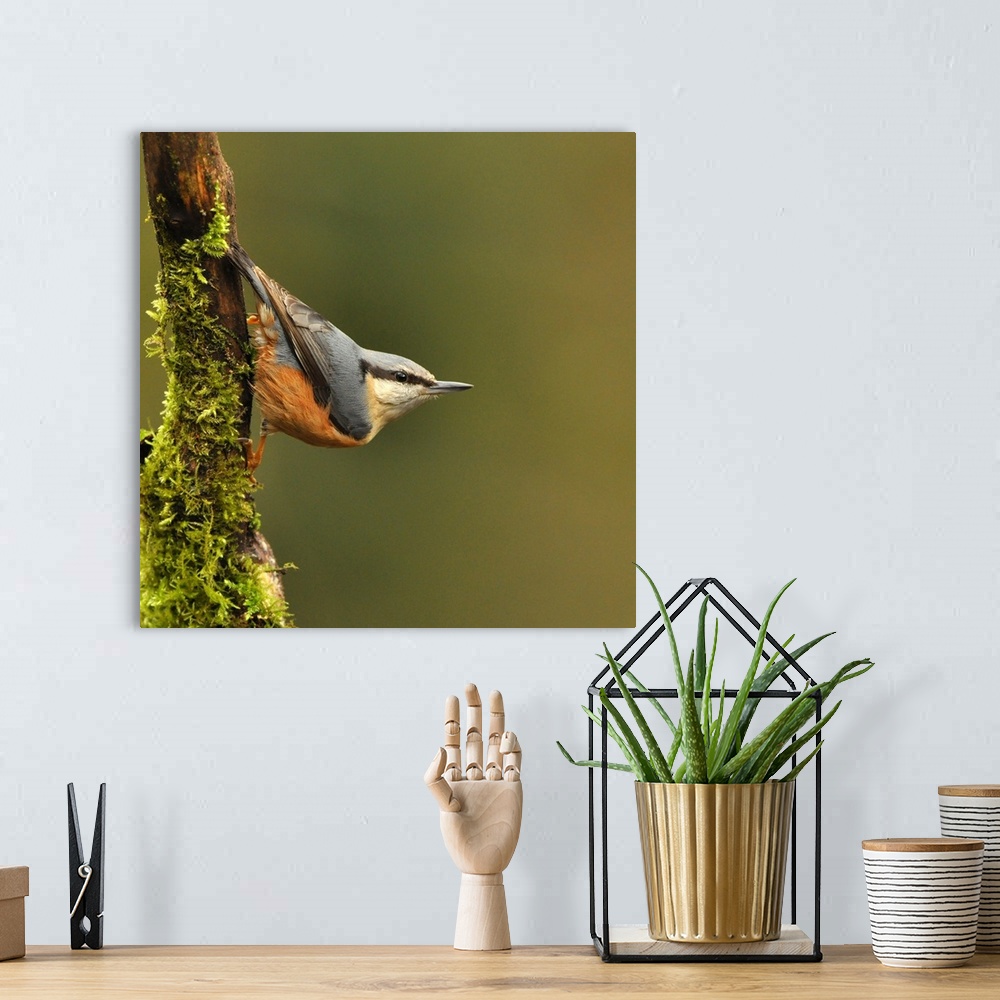 A bohemian room featuring Nuthatch