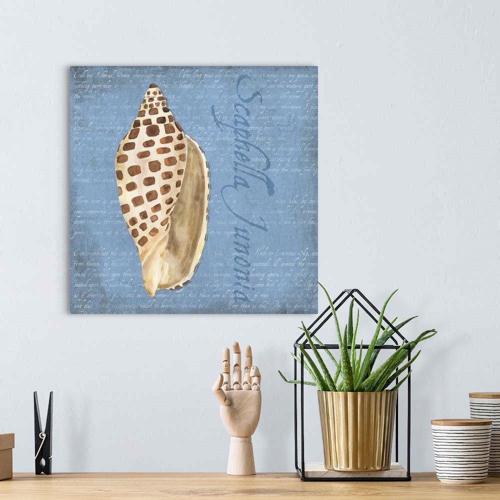 A bohemian room featuring Decorative design of a shell on a blue background with faded text and 'Scaphella Junonia' on the ...