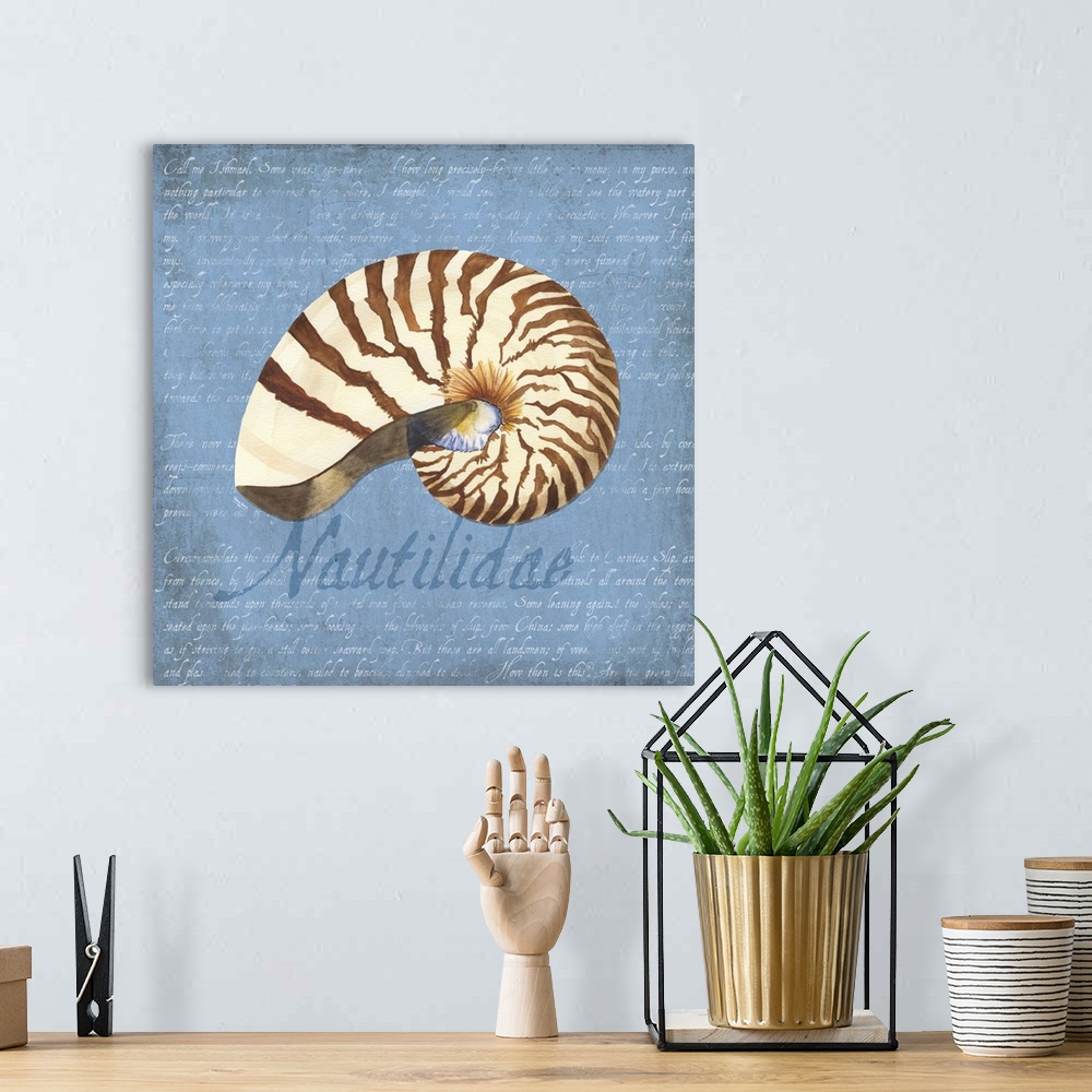 A bohemian room featuring Decorative design of a shell on a blue background with faded text and 'Nautilidae' on the side.