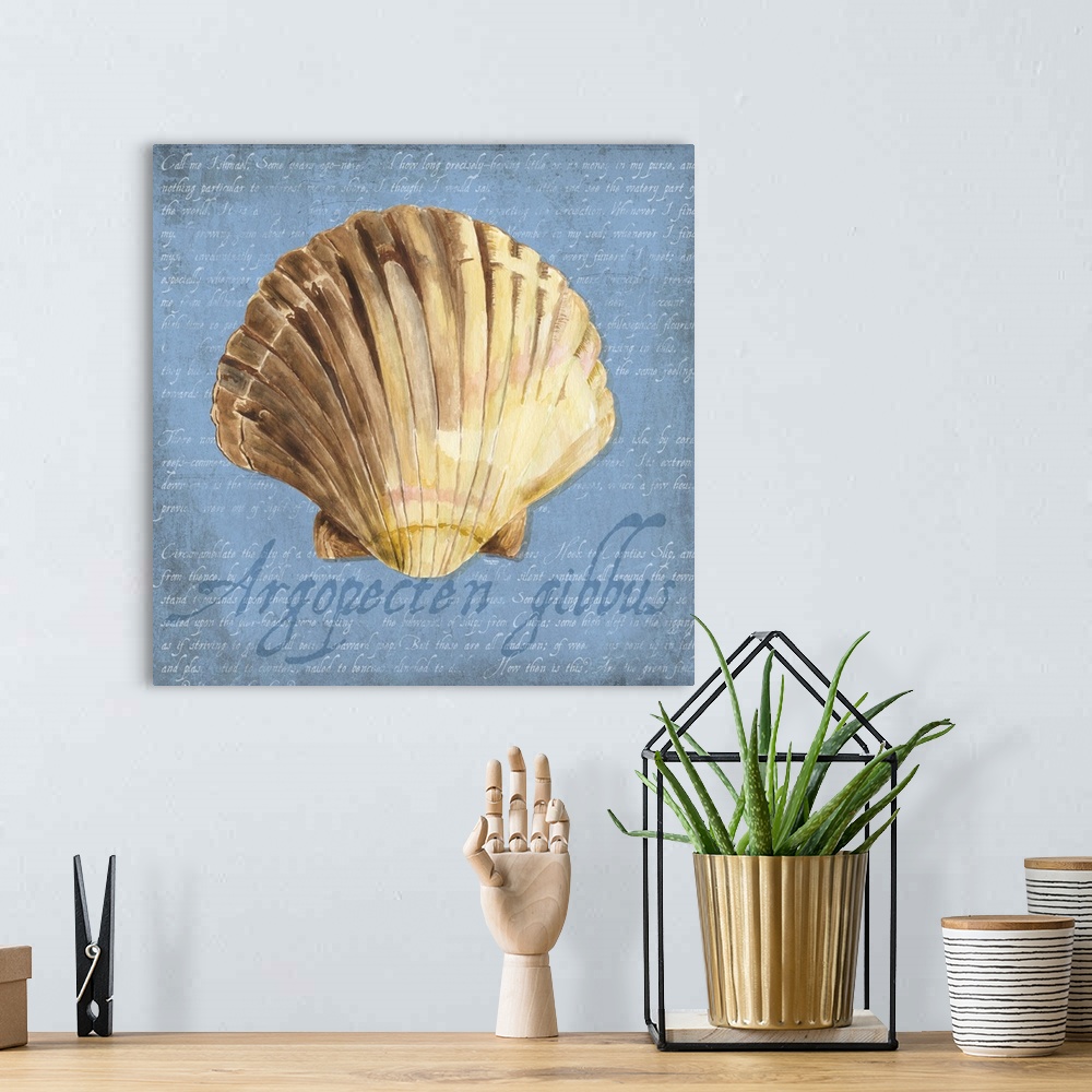 A bohemian room featuring Decorative design of a shell on a blue background with faded text and 'Argopecten gibbus' on the ...