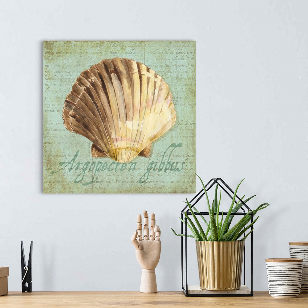 A bohemian room featuring Decorative design of a shell on a teal background with faded text and 'Argopecten gibbus' on the ...