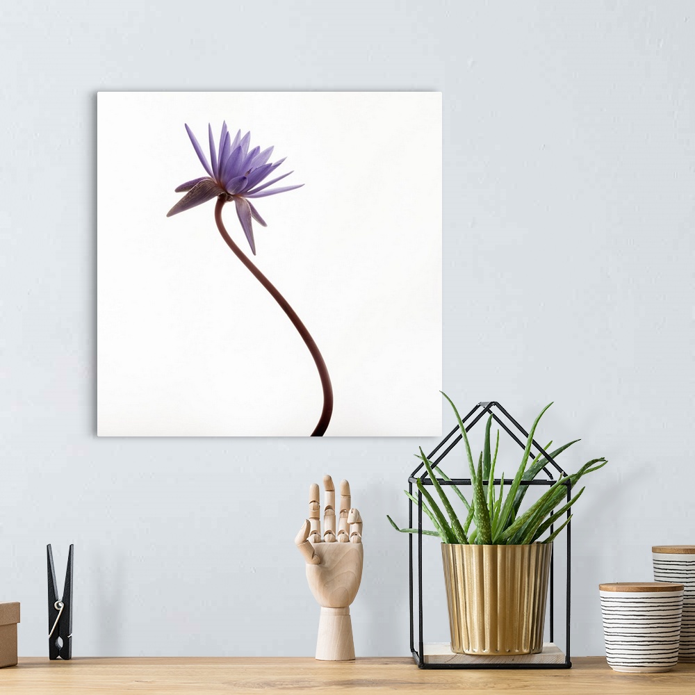A bohemian room featuring Photograph of a purple water lily on a white background.