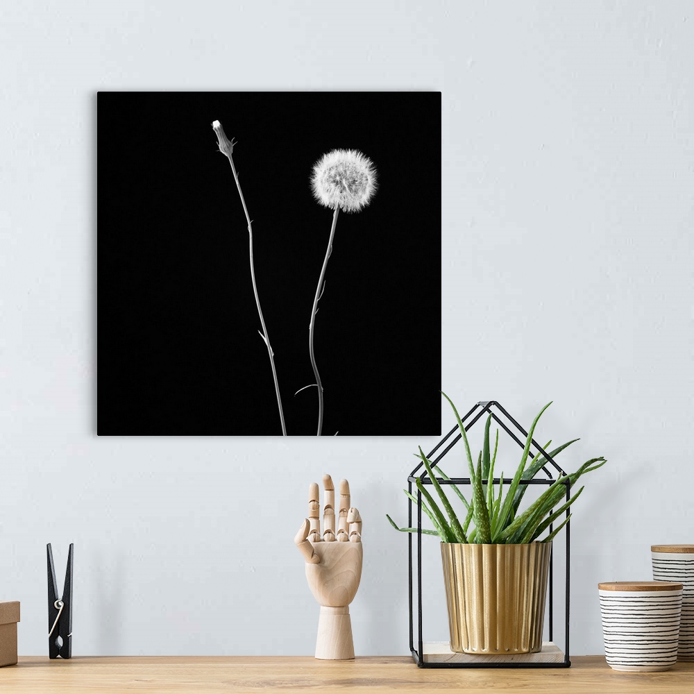 A bohemian room featuring A square black and white photograph of a dandelion on black.