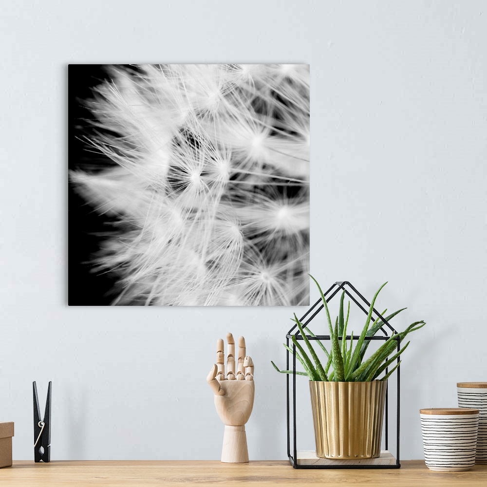 A bohemian room featuring A square black and white photograph of a dandelion on black.