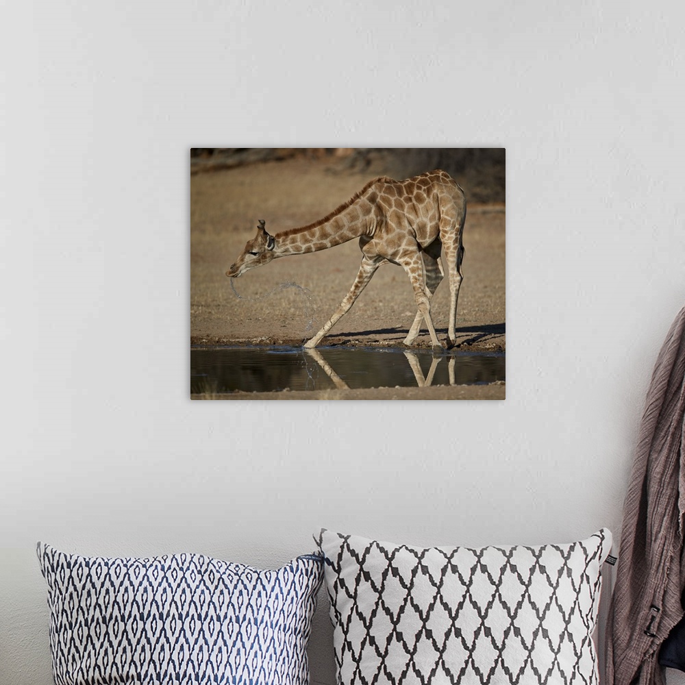 A bohemian room featuring Cape giraffe drinking, Kgalagadi Transfrontier Park, encompassing the former Kalahari Gemsbok Nat...
