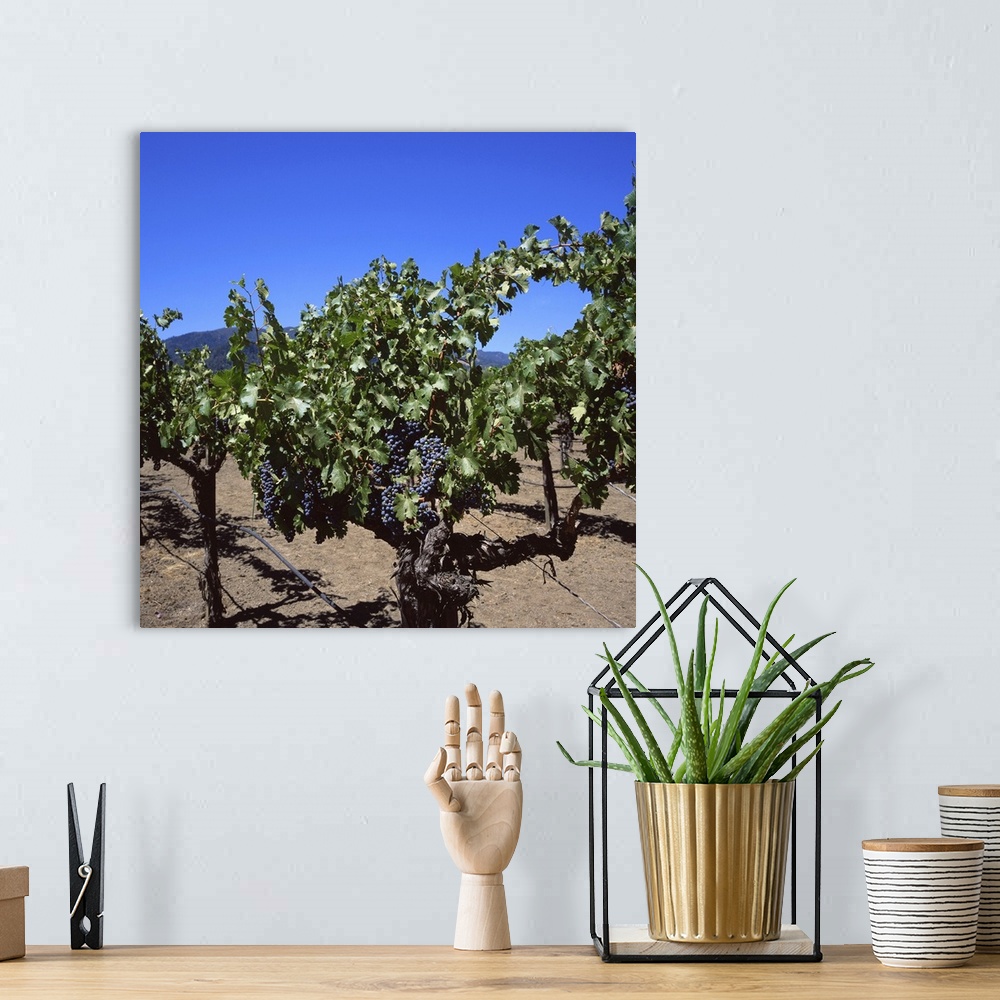 A bohemian room featuring Napa Valley wine producer, Oakville, California