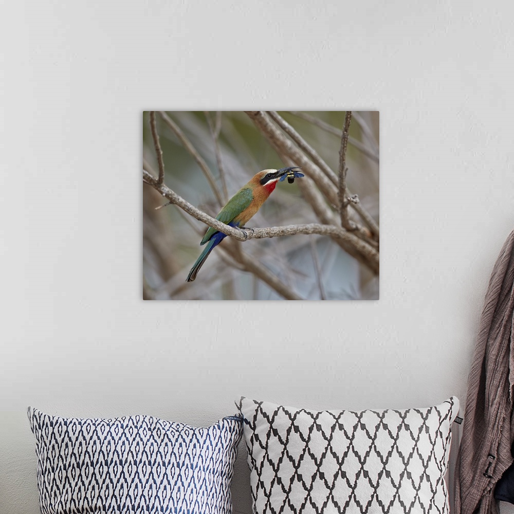 A bohemian room featuring White-fronted bee-eater with a bee, Selous Game Reserve, Tanzania