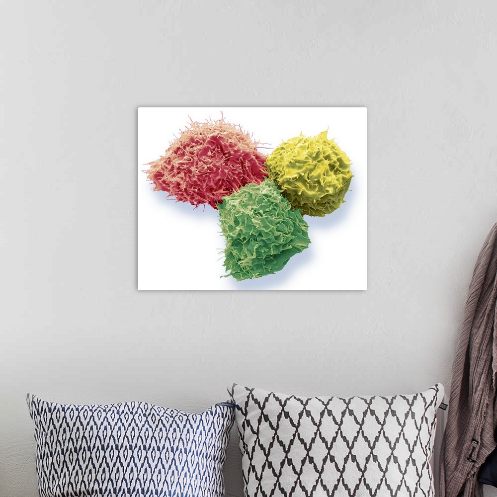 A bohemian room featuring 293T cells in culture, coloured scanning electron micrograph (SEM). These cells were isolated fro...