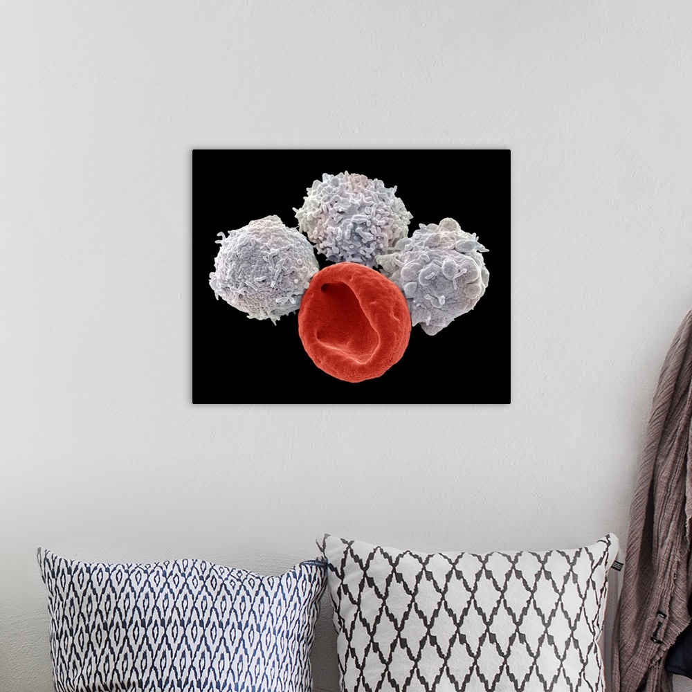 A bohemian room featuring Blood cells. Coloured scanning electron micrograph (SEM) of a red blood cell (erythrocyte, red) a...