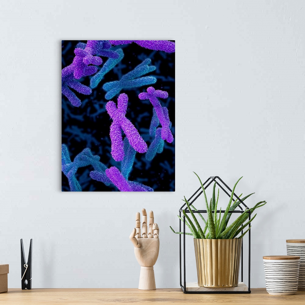 A bohemian room featuring Chromosomes. Computer illustration of human chromosomes. Chromosomes are composed of deoxyribonuc...