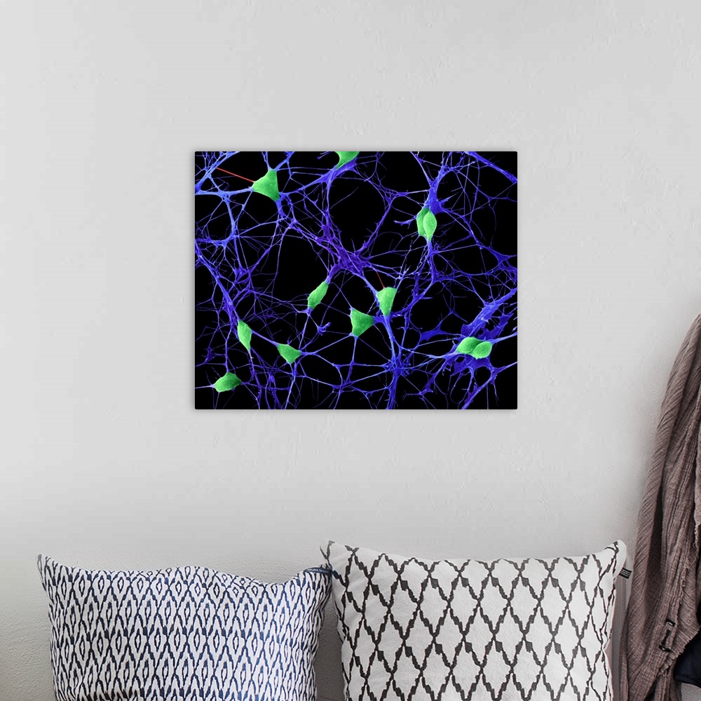 A bohemian room featuring Cortical brain neurons (nerve cells) growing in culture, coloured scanning electron micrograph (S...