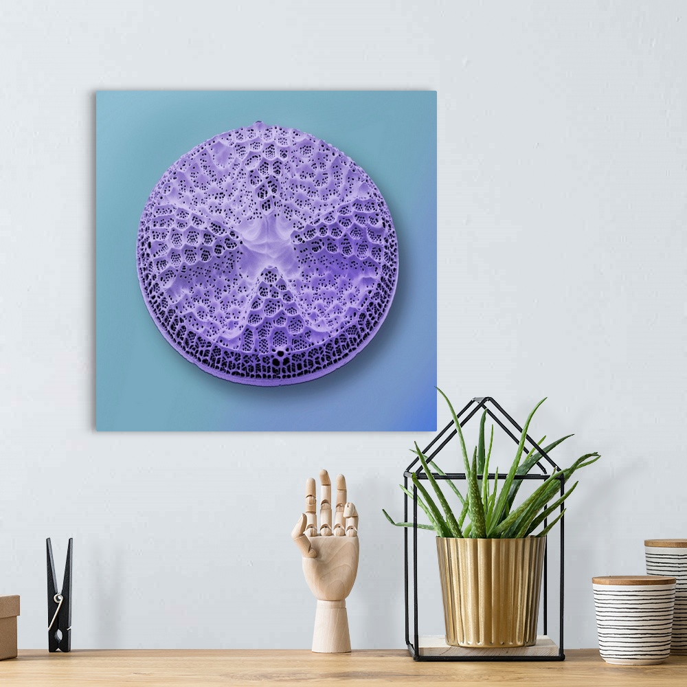 A bohemian room featuring Diatom. Coloured scanning electron micrograph (SEM) of an Actinoptychus species diatom. Diatoms a...