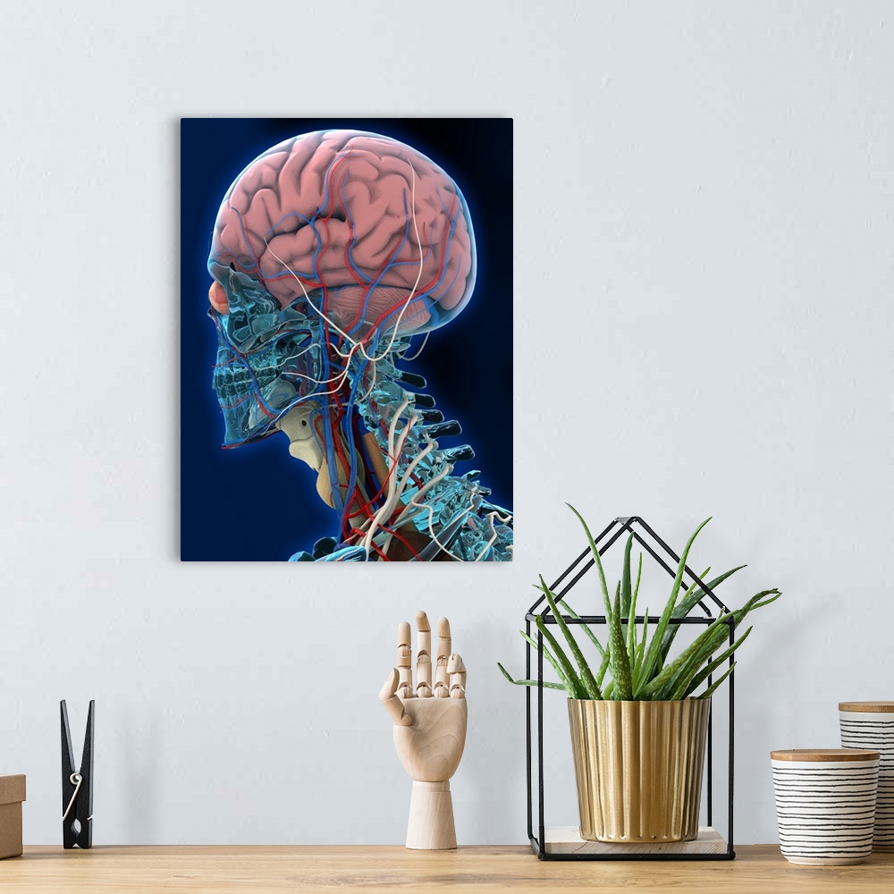 A bohemian room featuring Human head anatomy. Computer artwork of the left-side of the head and neck of a human skeleton. T...