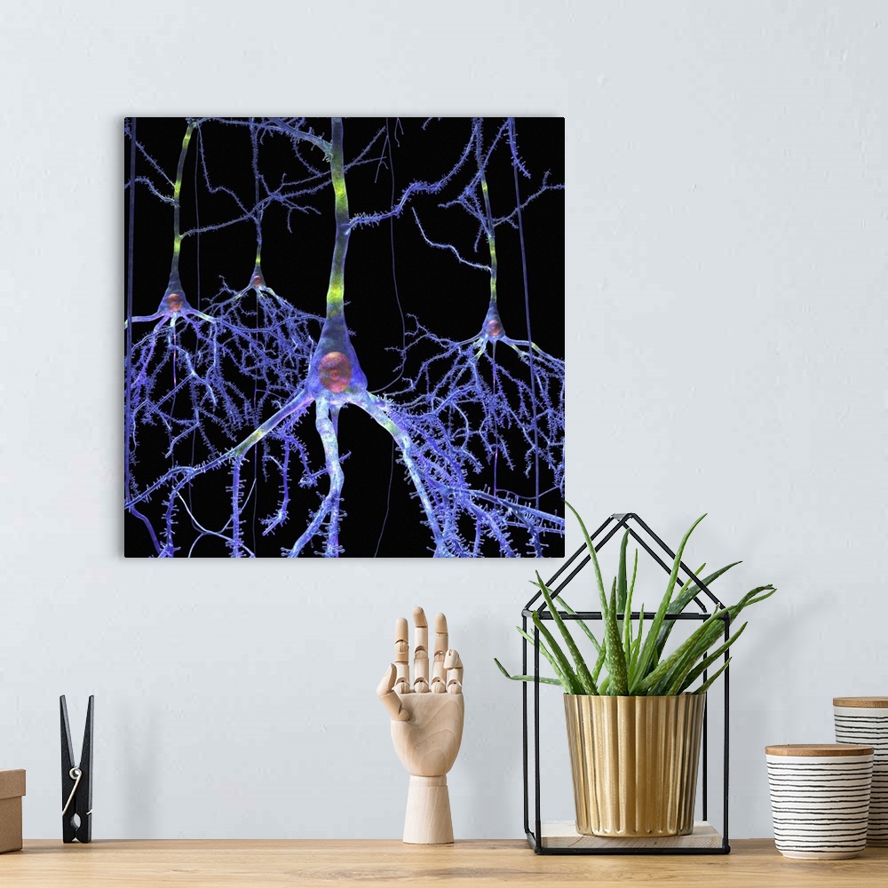 A bohemian room featuring Pyramidal cells in the brain. Artwork of pyramidal neurons from the cortex of the brain. They hav...
