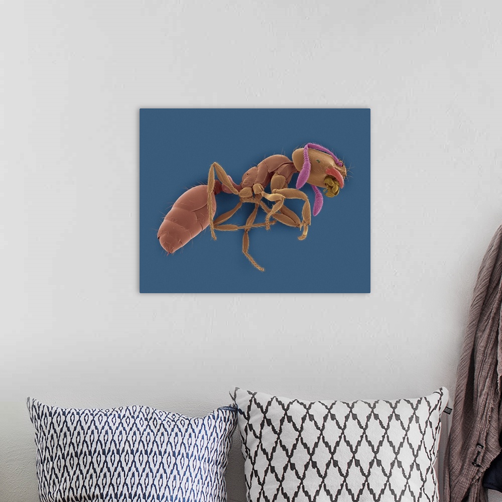 A bohemian room featuring Coloured scanning electron micrograph (SEM) of Red imported fire ant (Solenopsis invicta). The re...