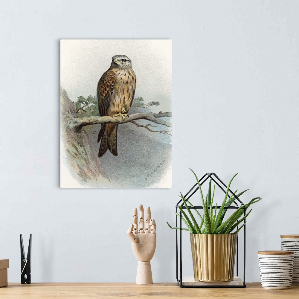 A bohemian room featuring Red kite. Historical artwork of a red kite (Milvus milvus) perched on a branch. This bird of prey...