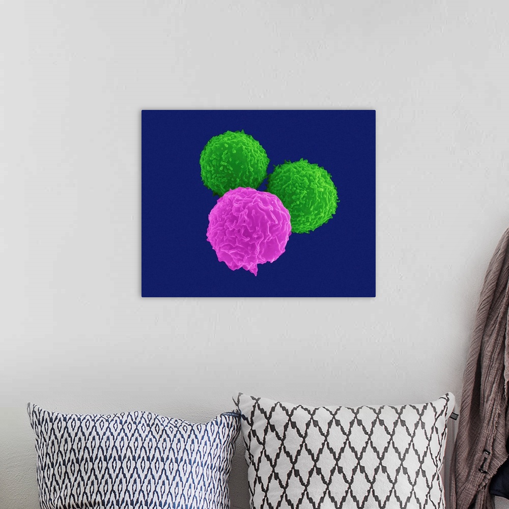 A bohemian room featuring T lymphocytes (pre-T cells) and granulocyte (neutrophil), coloured scanning electron micrograph (...