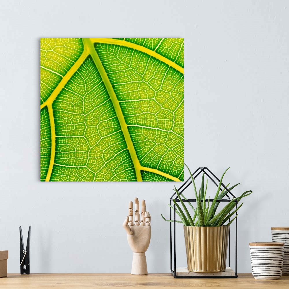 A bohemian room featuring Fig leaf. Macrophotograph of the leaf surface and veins of the fiddle-back fig, Ficus lyrata. Thi...