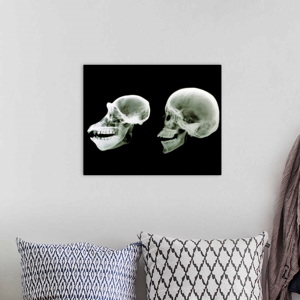 A bohemian room featuring Primate skulls. X-ray of the skulls of a chimpanzee, Pan troglodytes, and human, Homo sapiens see...