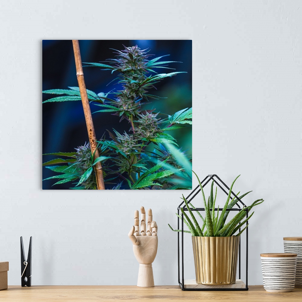 A bohemian room featuring Cannabis plant with long green leaves growing along a pole.