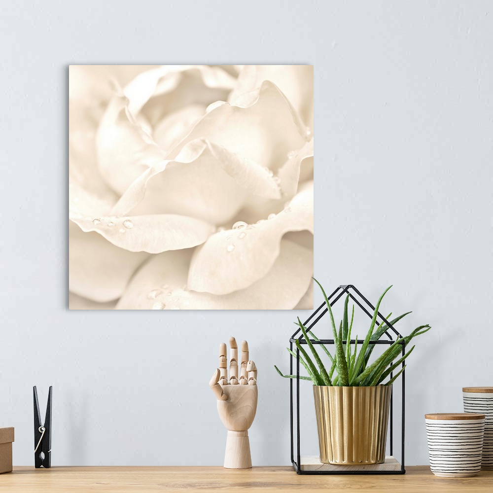 White Rose with Dew Wall Art, Canvas Prints, Framed Prints, Wall