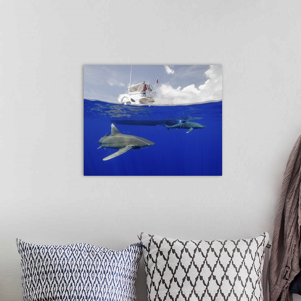 A bohemian room featuring A boat captain watches an oceanic white tip shark below at Cat Island in the Bahamas.