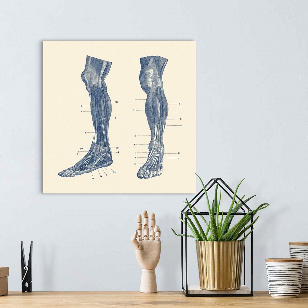 A bohemian room featuring A dual view of the muscles and tendons in a human leg.