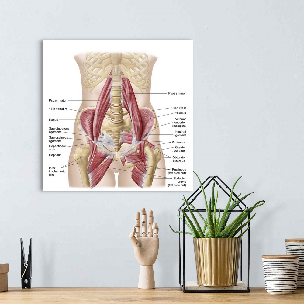 A bohemian room featuring Anatomy of iliopsoa, often referred to as the dorsal hip muscles. These muscles are distinct in t...