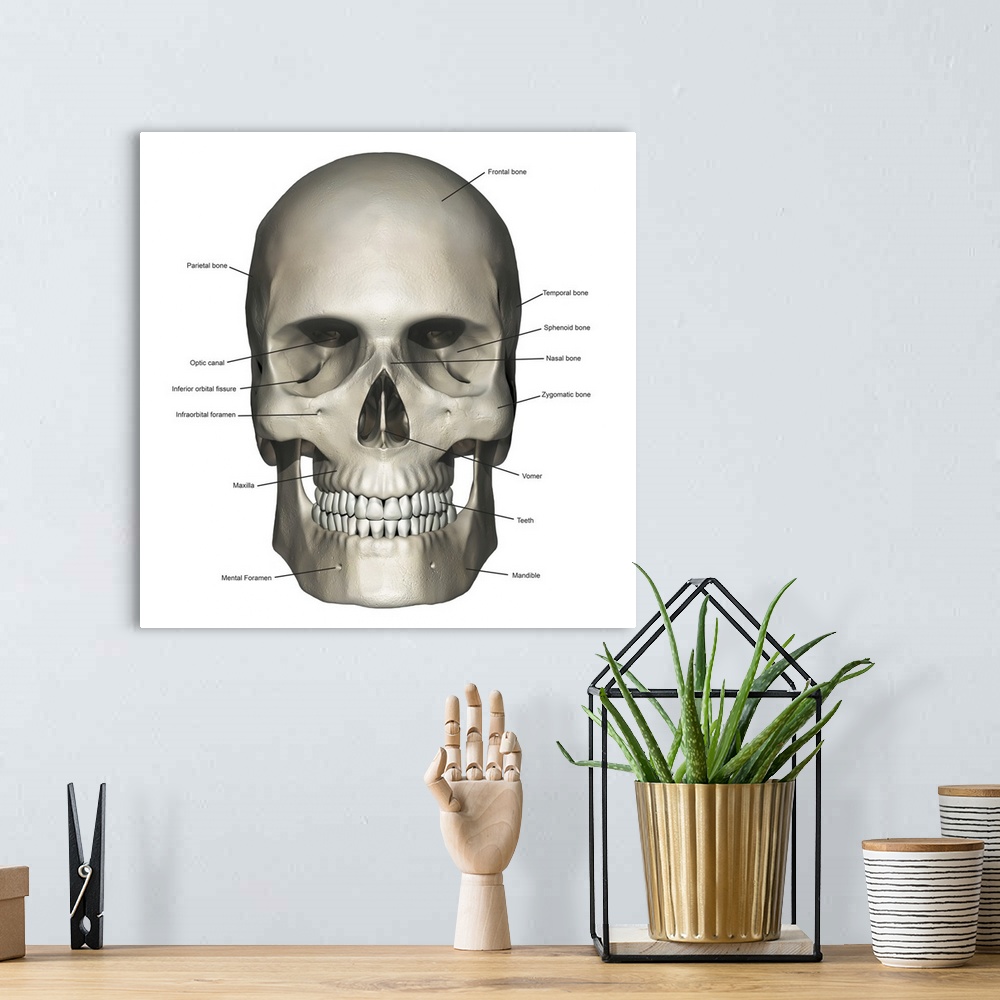 A bohemian room featuring Anterior view of human skull anatomy with annotations.