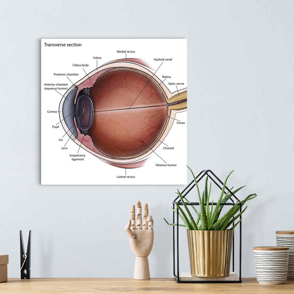 A bohemian room featuring Transverse section of eye anatomy with labels.