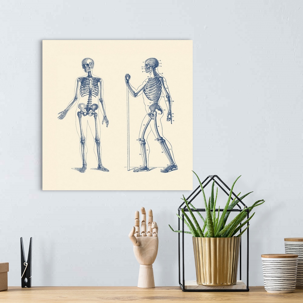 A bohemian room featuring Vintage anatomy print features a dual view of a skeleton.