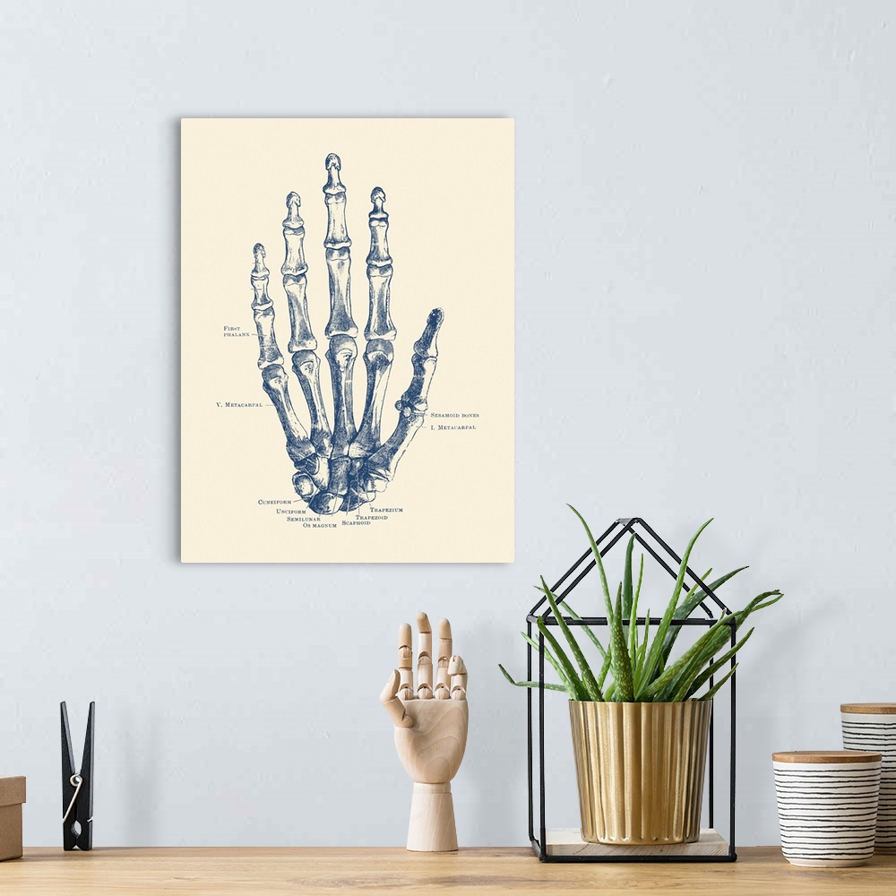 A bohemian room featuring Vintage anatomy print features the hand of a human skeleton with bones labeled.