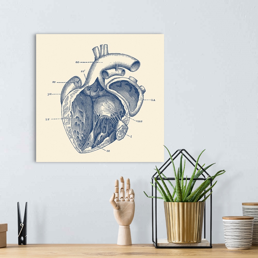 A bohemian room featuring Vintage anatomy print features the human heart showcasing the internal veins.