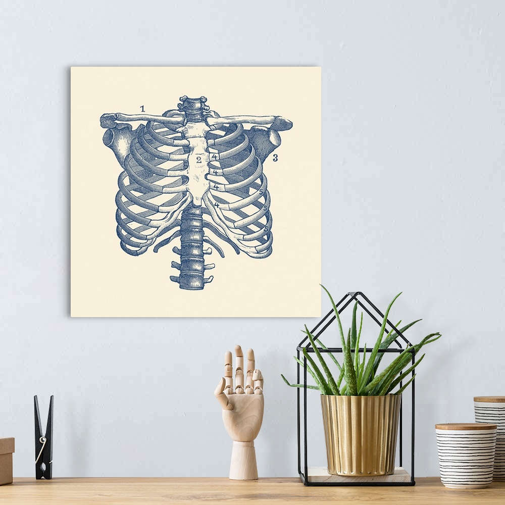 A bohemian room featuring Vintage anatomy print features the human rib cage and shoulders.