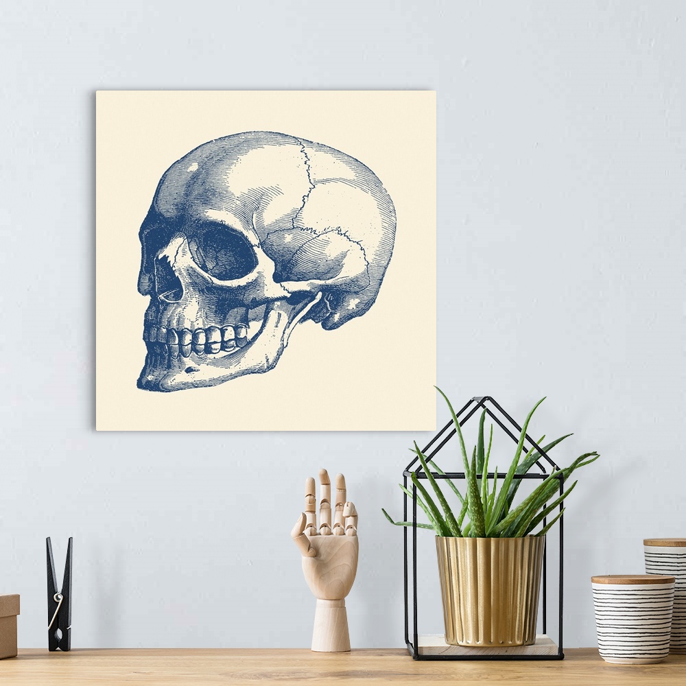A bohemian room featuring Vintage anatomy print features the skull of a human skeleton.