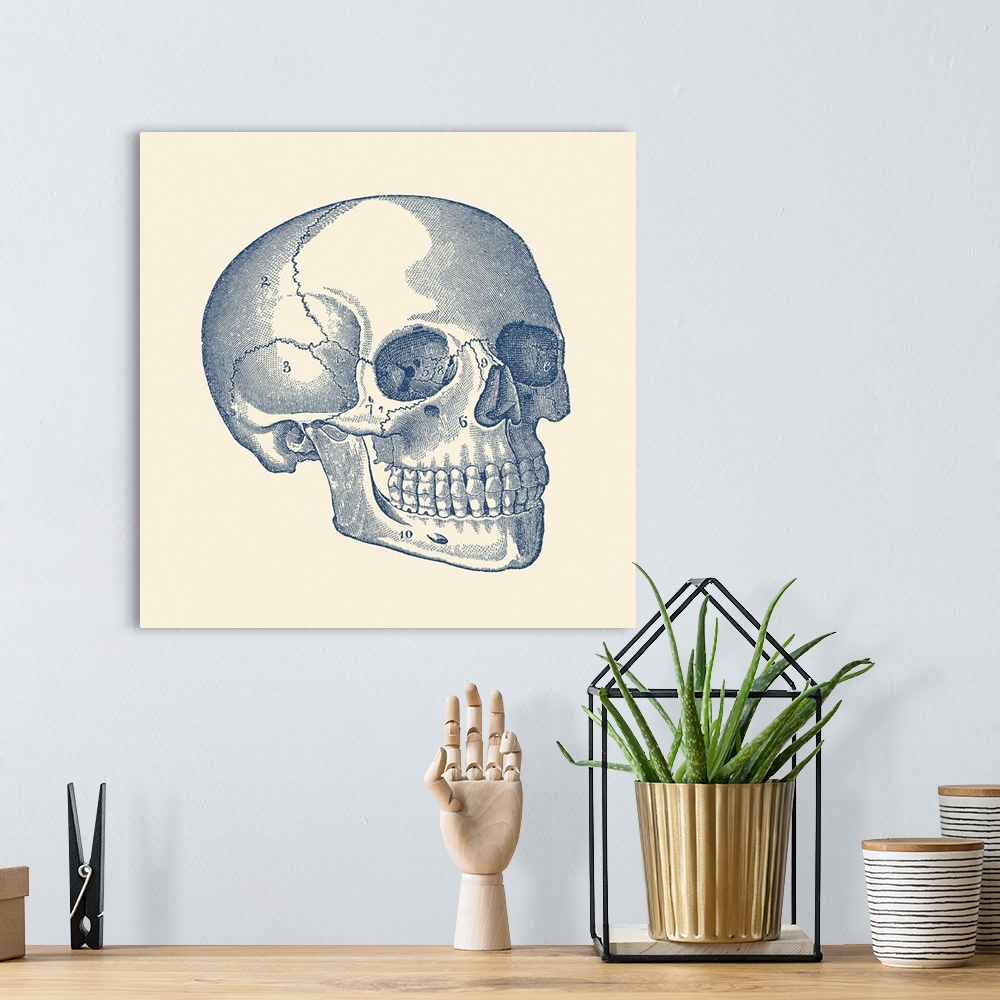 A bohemian room featuring Vintage anatomy print features the skull of a human skeleton with each bone labeled.