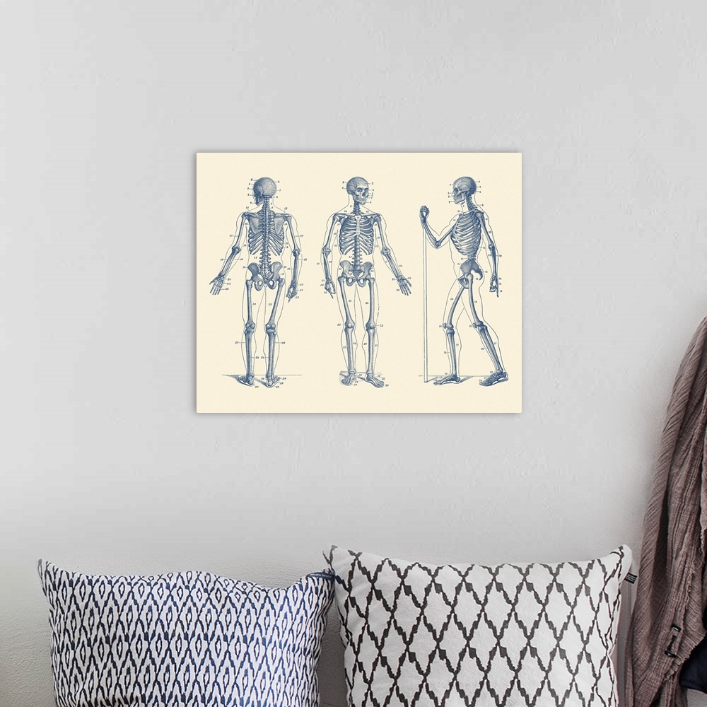 A bohemian room featuring Vintage anatomy print of a skeleton facing three different directions.