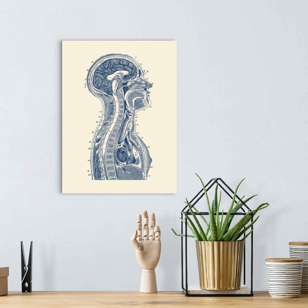 A bohemian room featuring Vintage anatomy print of the brain, the lymphatic system, and spinal cord.