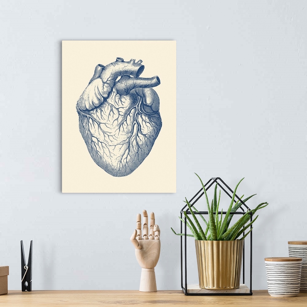 A bohemian room featuring Vintage anatomy print of the human heart with veins visible.