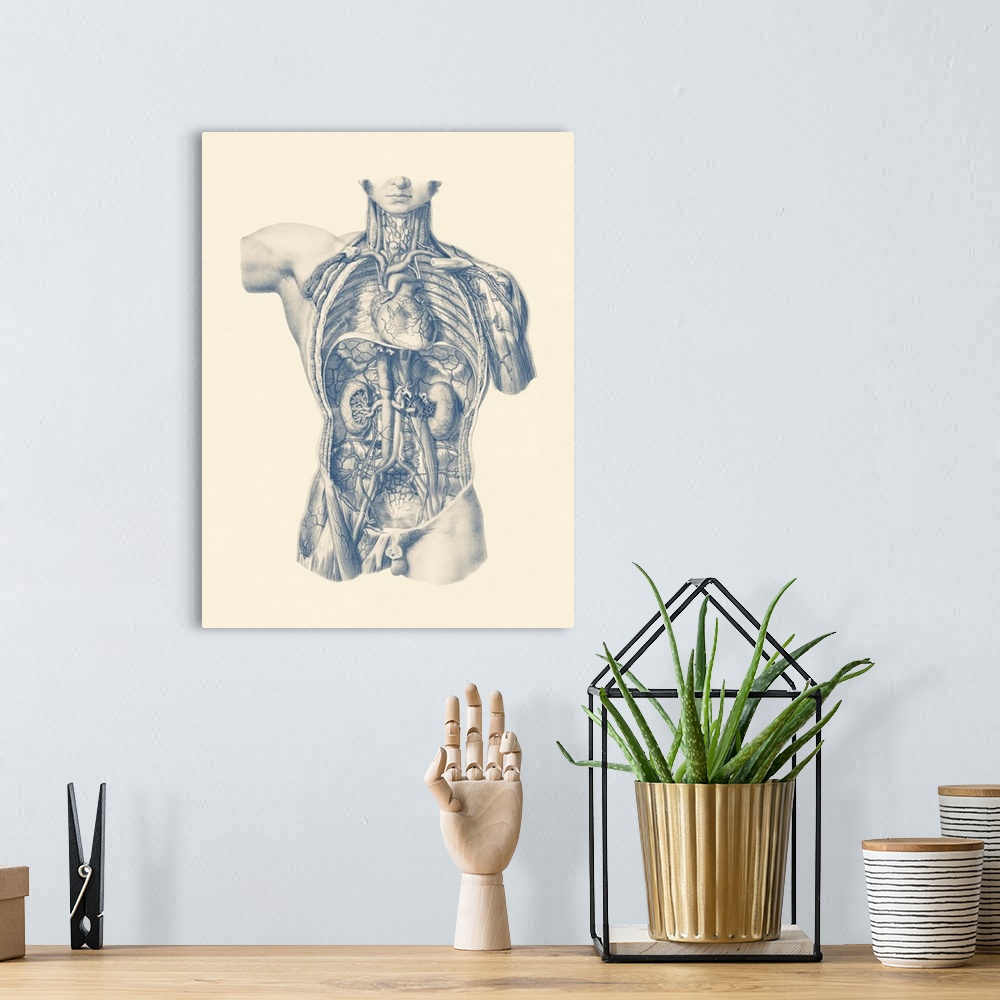 A bohemian room featuring Vintage anatomy print of the interior venous and circulatory systems from the front view.