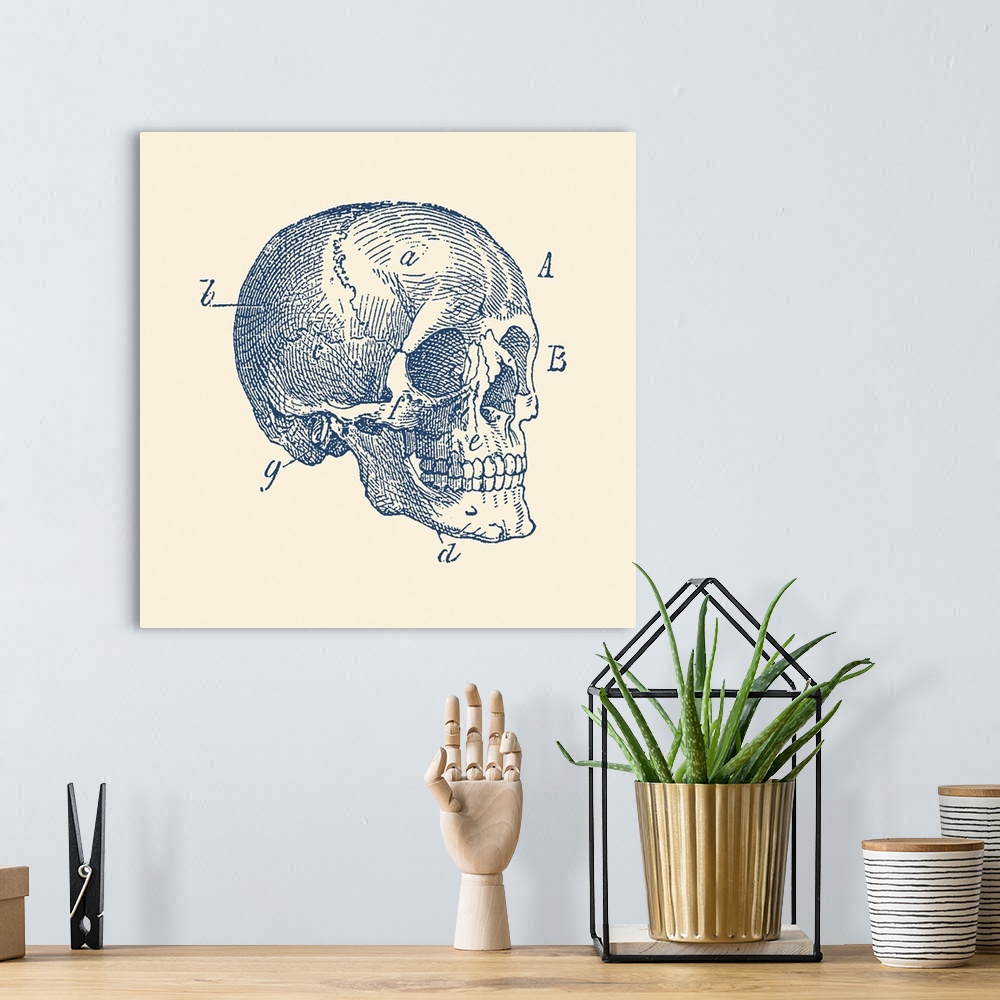 A bohemian room featuring Vintage anatomy print of the side view of a skull from a human skeleton.