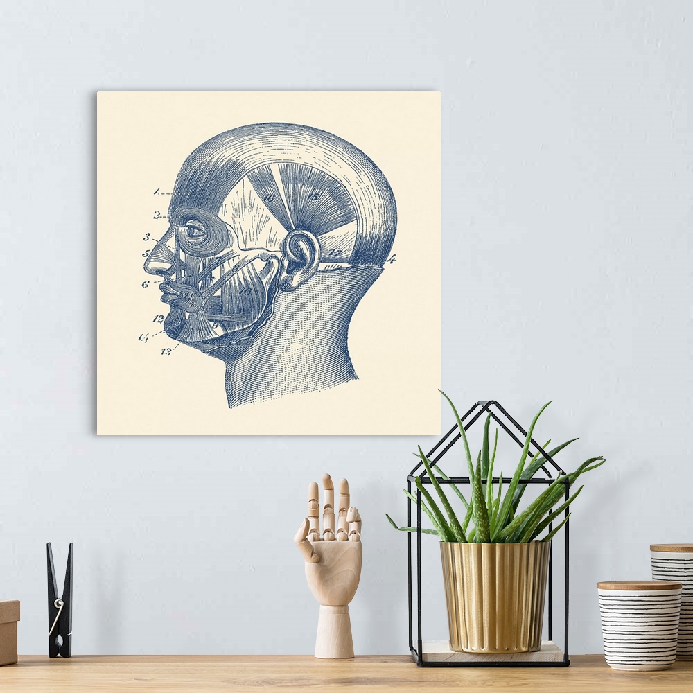 A bohemian room featuring Vintage anatomy print showcasing the muscles around the face and head.