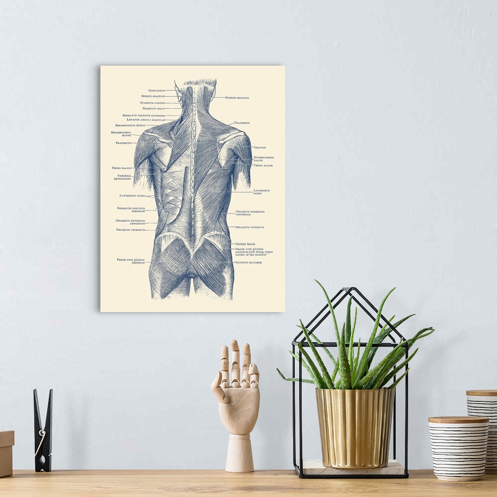 A bohemian room featuring Vintage anatomy print showing a back view of the human muscular system.