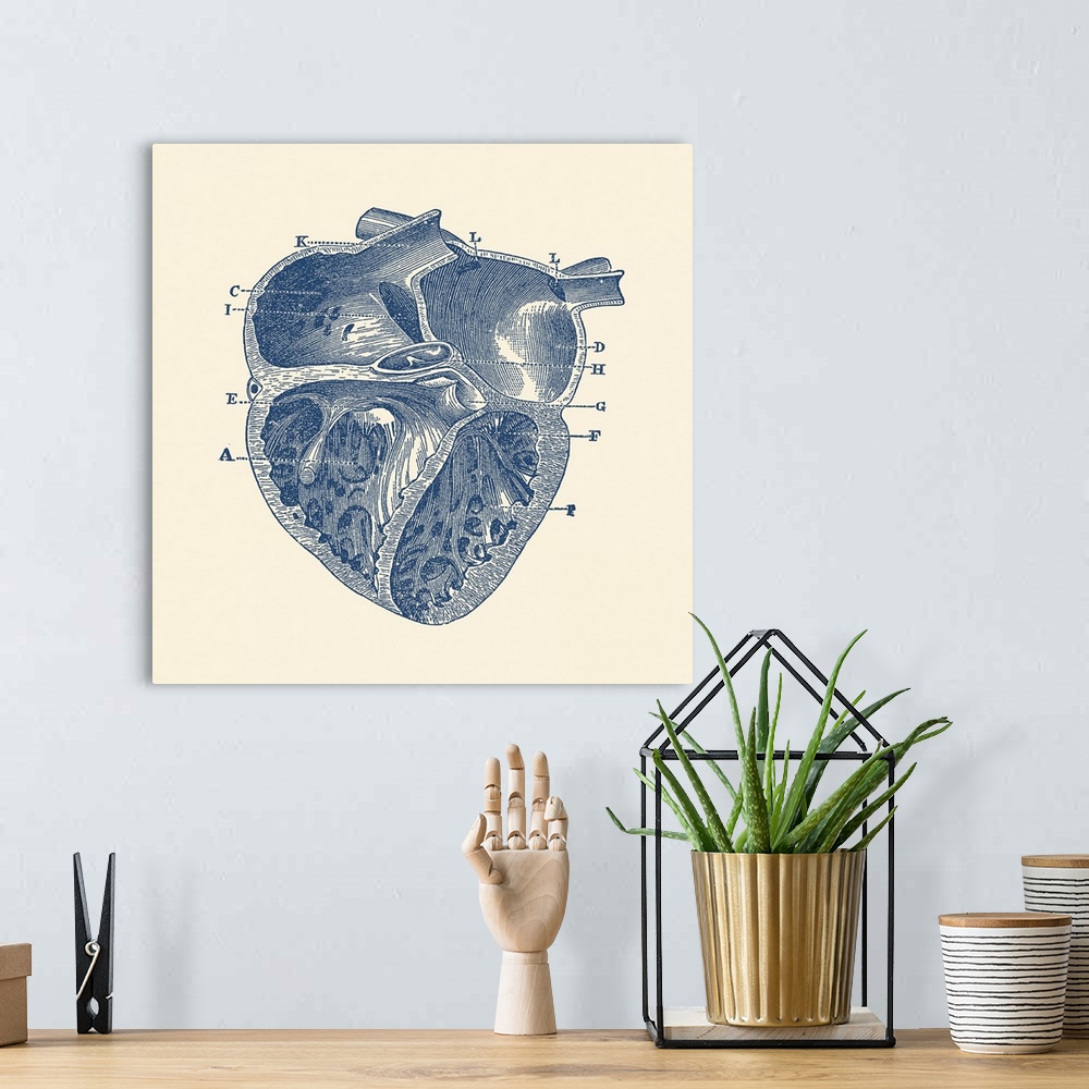 A bohemian room featuring Vintage anatomy print showing a depiction of the inner heart of a human.