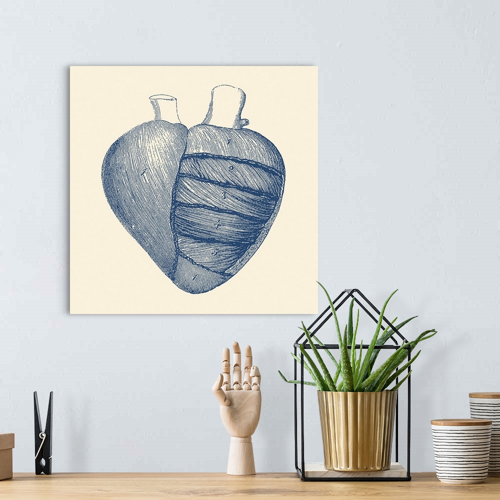 A bohemian room featuring Vintage anatomy print showing a depiction of the outer human heart.