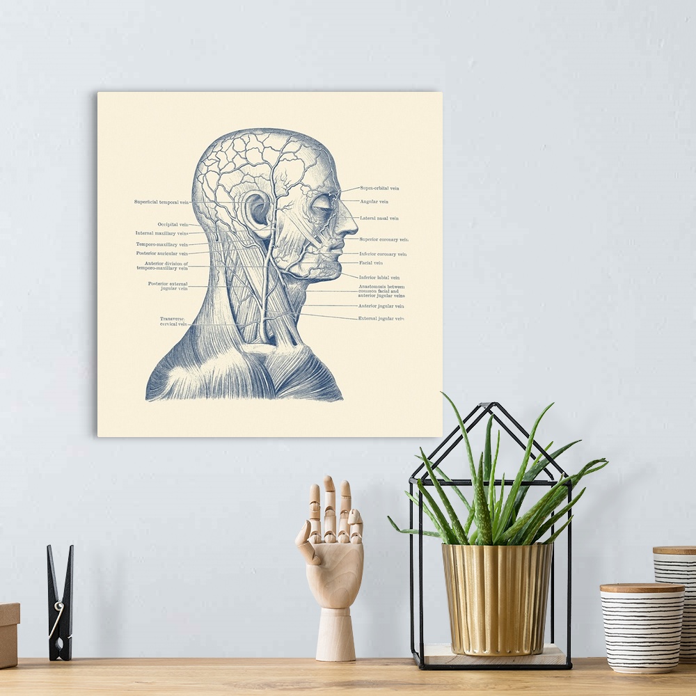 A bohemian room featuring Vintage anatomy print showing a diagram of the human head.