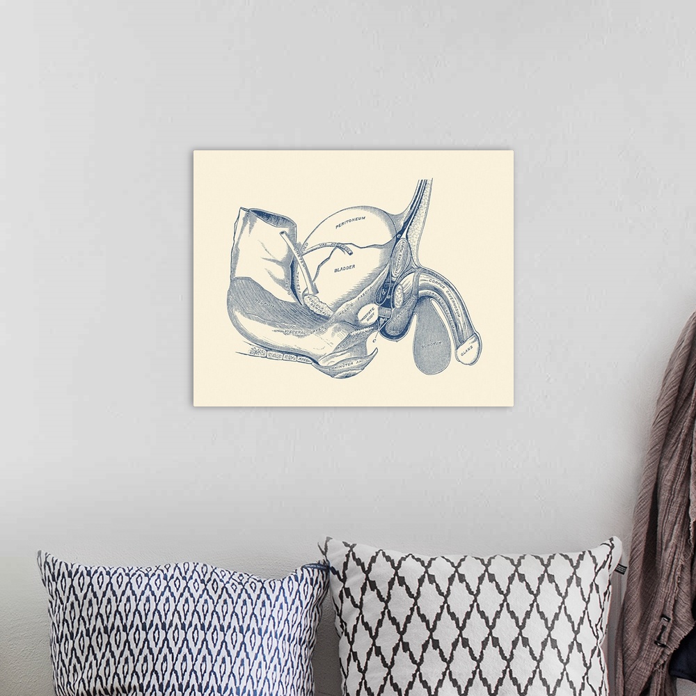A bohemian room featuring Vintage anatomy print showing a side view of the male reproductive system.